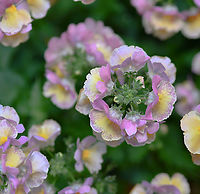 Nemesia caerulea Native to South Africa. Nemesia is a genus of annuals, perennials and shrubs. The flowers are two-lipped, with the upper lip consisting of four lobes and the lower lip two lobes. Each flower 20 x 20 mm.<br />
<br />
Pleasantly scented. This view is looking down on the flowerheads. <br />
<br />
https://www.jungledragon.com/image/103356/nemesia_caerulea.html Australia,Flora,Geotagged,Lamiales,Macro,Nemesia caerulea,Nemesia caerulea,Scrophulariaceae,Winter,botany,figwort,new south wales