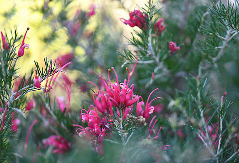 Grevillea rosmarinifolia This native usually occurs as a small to medium, rounded shrub to 0.3 to 2 m in height. 

Commonly known as rosemary grevillea as the leaves resemble rosemary - narrow-linear and stiff and prickly.

Leaves are up to 35 mm in length and 3 mm wide. The flowers occur in clusters from the ends of the branches and are mainly red or pink, often with cream.

Flowering occurs from winter through to spring and occasionally at other times.

 Australia,Flora,Geotagged,Grevillea rosmarinifolia,Proteaceae,Proteales,Rosemary grevillea,Winter,botany,new south wales,pink flowers
