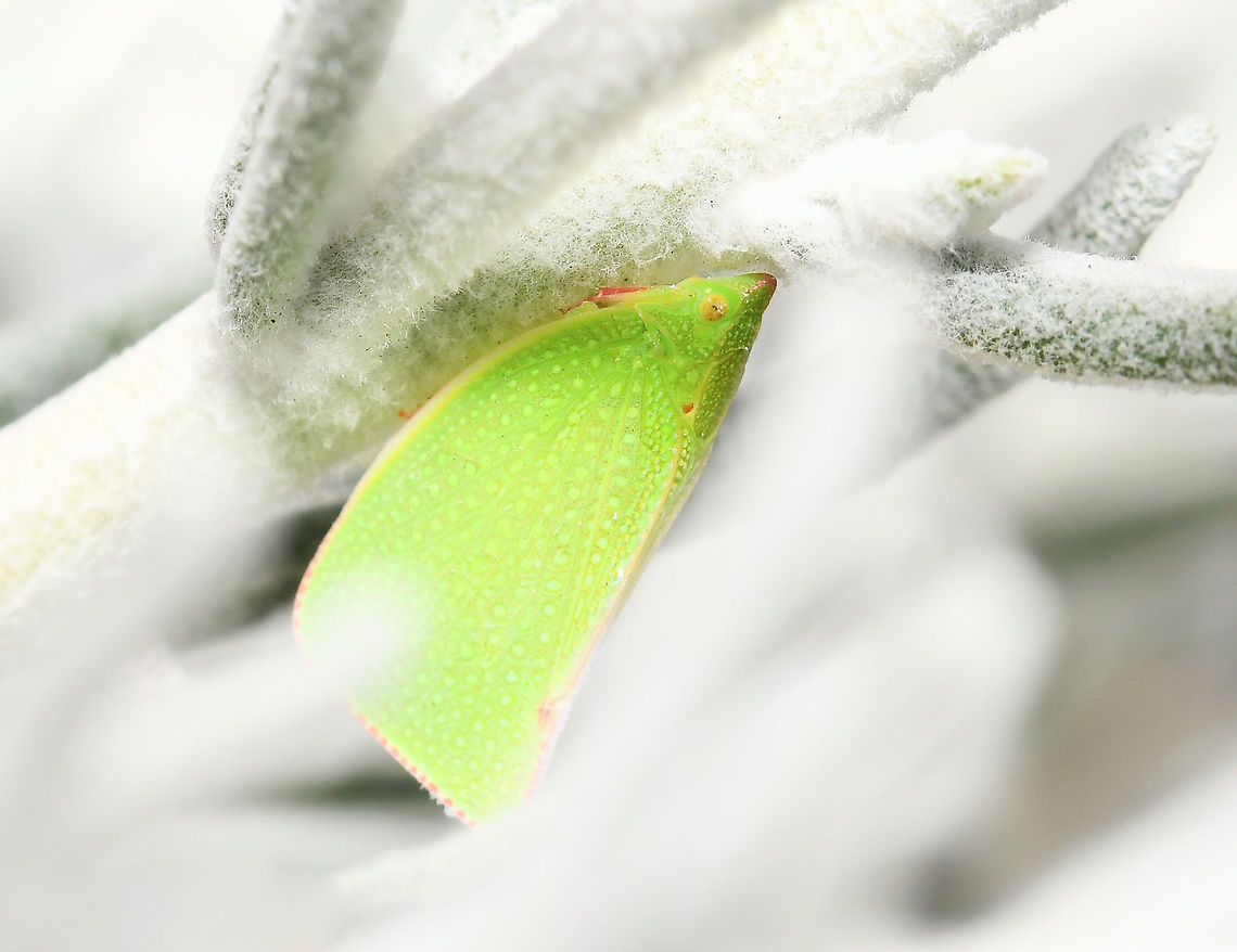 Siphanta sp. planthopper Seen tucked away on native Eremophila nivea. Like others within order Hemiptera, this green planthopper has piercing and sucking mouth parts. Adults as seen here have green triangular wings that are folded steeply together. The head and body are also green. <br />
<br />
10 mm length Australia,Flatidae,Fulgoroidea,Geotagged,Siphanta,Winter,arthropod,fauna,hemiptera,insect,invertebrate,macro,new south wales,planthopper