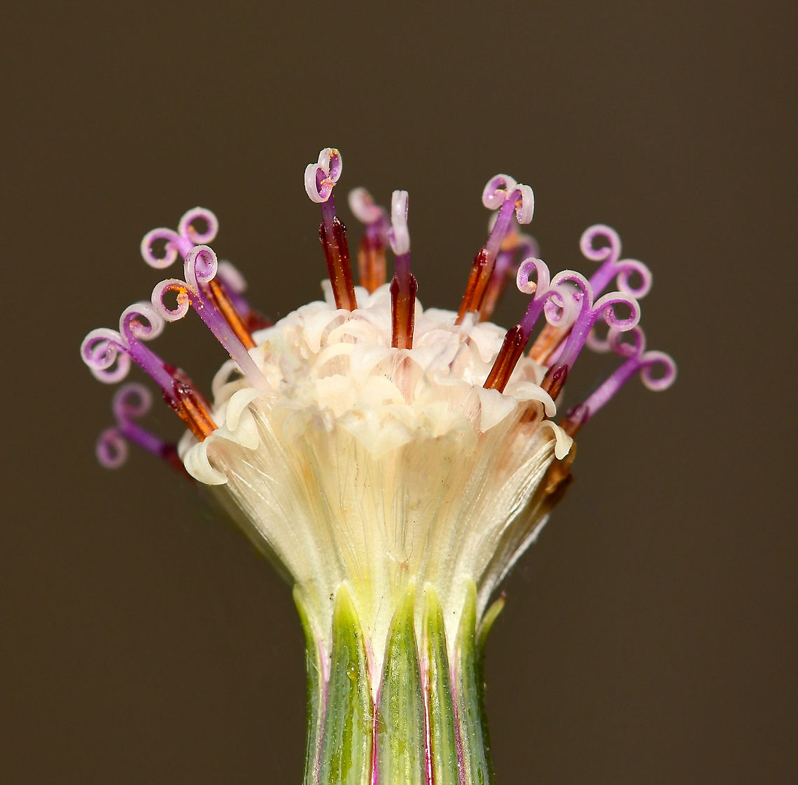 String of pearls flower lateral This succulent is native to South Africa where it trails on the ground and forms dense mats by rooting wherever they can. The spherical shape of the leaves is an adaptation to arid environments. They store water while exposing a minimum amount of surface area to the dry air and as a result, water loss is reduced.<br />
<br />
This is my first attempt at growing string of pearls - luckily, mine is doing very well outside, trailing down the pot beautifully, and currently flowering profusely. The flowers are very small, no more than 10 mm fully opened and stand proud from the leaves on stalks, which grow 90 degrees from the main stems.<br />
<br />
<figure class="photo"><a href="https://www.jungledragon.com/image/117662/string_of_pearls_succulent_flower.html" title="String of pearls succulent flower"><img src="https://s3.amazonaws.com/media.jungledragon.com/images/3314/117662_thumb.jpg?AWSAccessKeyId=05GMT0V3GWVNE7GGM1R2&Expires=1767225610&Signature=uwkmpN9aIgYef9Y4k9CP6%2F0uTAw%3D" width="200" height="128" alt="String of pearls succulent flower This succulent is native to South Africa where it trails on the ground and forms dense mats by rooting wherever they can. The spherical shape of the leaves is an adaptation to arid environments. They store water while exposing a minimum amount of surface area to the dry air and as a result, water loss is reduced.<br />
<br />
This is my first attempt at growing string of pearls - luckily, mine is doing very well outside, trailing down the pot beautifully, and currently flowering profusely. The flowers are very small, no more than 10 mm fully opened and stand proud from the leaves on stalks, which grow 90 degrees from the main stems. <br />
<br />
https://www.jungledragon.com/image/108660/string_of_pearls_succulent.html<br />
<br />
https://www.jungledragon.com/image/120572/string_of_pearls_flower_lateral.html<br />
<br />
 Asteraceae,Asterales,Australia,Curio rowleyanus,Flora,Geotagged,Rosary vine,Senecio rowleyanus,String-of-Pearls,Winter,botany,macro,new south wales,string of beads,string of pearls,white flower" /></a></figure><br />
<br />
<figure class="photo"><a href="https://www.jungledragon.com/image/108660/string_of_pearls_succulent.html" title="String of pearls succulent"><img src="https://s3.amazonaws.com/media.jungledragon.com/images/3314/108660_thumb.jpg?AWSAccessKeyId=05GMT0V3GWVNE7GGM1R2&Expires=1767225610&Signature=IMk1yqnXel9mBbHT4qUnCKKWY%2Fs%3D" width="200" height="140" alt="String of pearls succulent This succulent is native to South Africa where it trails on the ground and forms dense mats by rooting wherever they can. The spherical shape of the leaves is an adaptation to arid environments. They store water while exposing a minimum amount of surface area to the dry air and as a result, water loss is reduced.<br />
<br />
https://www.jungledragon.com/image/117662/string_of_pearls_succulent_flower_macro.html<br />
<br />
https://www.jungledragon.com/image/120572/string_of_pearls_flower_lateral.html Asteraceae,Asterales,Australia,Curio rowleyanus,Flora,Geotagged,Macro,Rosary vine,Senecio rowleyanus,String-of-Pearls,Summer,australia,bead plant,botany,new south wales,string of beads,string of pearls,succulent" /></a></figure> Asteraceae,Asterales,Australia,Curio rowleyanus,Flora,Geotagged,Rosary vine,Senecio rowleyanus,String-of-Pearls,Winter,botany,macro,new south wales,string of beads,string-of-pearls