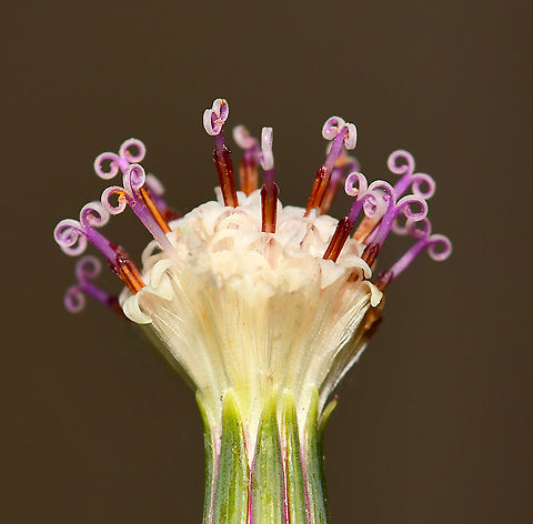 String of pearls flower lateral This succulent is native to South Africa where it trails on the ground and forms dense mats by rooting wherever they can. The spherical shape of the leaves is an adaptation to arid environments. They store water while exposing a minimum amount of surface area to the dry air and as a result, water loss is reduced.

This is my first attempt at growing string of pearls - luckily, mine is doing very well outside, trailing down the pot beautifully, and currently flowering profusely. The flowers are very small, no more than 10 mm fully opened and stand proud from the leaves on stalks, which grow 90 degrees from the main stems.

https://www.jungledragon.com/image/117662/string_of_pearls_succulent_flower.html

https://www.jungledragon.com/image/108660/string_of_pearls_succulent.html Asteraceae,Asterales,Australia,Curio rowleyanus,Flora,Geotagged,Rosary vine,Senecio rowleyanus,String-of-Pearls,Winter,botany,macro,new south wales,string of beads,string-of-pearls