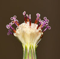 String of pearls flower lateral This succulent is native to South Africa where it trails on the ground and forms dense mats by rooting wherever they can. The spherical shape of the leaves is an adaptation to arid environments. They store water while exposing a minimum amount of surface area to the dry air and as a result, water loss is reduced.<br />
<br />
This is my first attempt at growing string of pearls - luckily, mine is doing very well outside, trailing down the pot beautifully, and currently flowering profusely. The flowers are very small, no more than 10 mm fully opened and stand proud from the leaves on stalks, which grow 90 degrees from the main stems.<br />
<br />
https://www.jungledragon.com/image/117662/string_of_pearls_succulent_flower.html<br />
<br />
https://www.jungledragon.com/image/108660/string_of_pearls_succulent.html Asteraceae,Asterales,Australia,Curio rowleyanus,Flora,Geotagged,Rosary vine,Senecio rowleyanus,String-of-Pearls,Winter,botany,macro,new south wales,string of beads,string-of-pearls