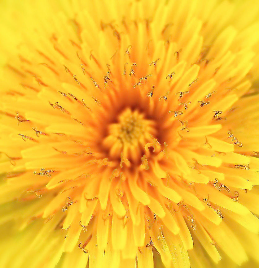 Dandelion bilobed anthers Dandelions have bilobed anthers. What most people call a dandelion flower is actually a many flowered head, the common feature of plants within family Asteraceae. The yellow features we see as petals are called ligules. <br />
<br />
Taraxacum officinale is a European species that is naturalized here in Australia. <br />
<br />
 Asteraceae,Asterales,Australia,Common dandelion,Fall,Flora,Geotagged,Taraxacum officinale,anthers,autumn,botany,dandelion,macro,new south wales,yellow flower