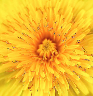Dandelion bilobed anthers Dandelions have bilobed anthers. What most people call a dandelion flower is actually a many flowered head, the common feature of plants within family Asteraceae. The yellow features we see as petals are called ligules. 

Taraxacum officinale is a European species that is naturalized here in Australia. 

 Asteraceae,Asterales,Australia,Common dandelion,Fall,Flora,Geotagged,Taraxacum officinale,anthers,autumn,botany,dandelion,macro,new south wales,yellow flower