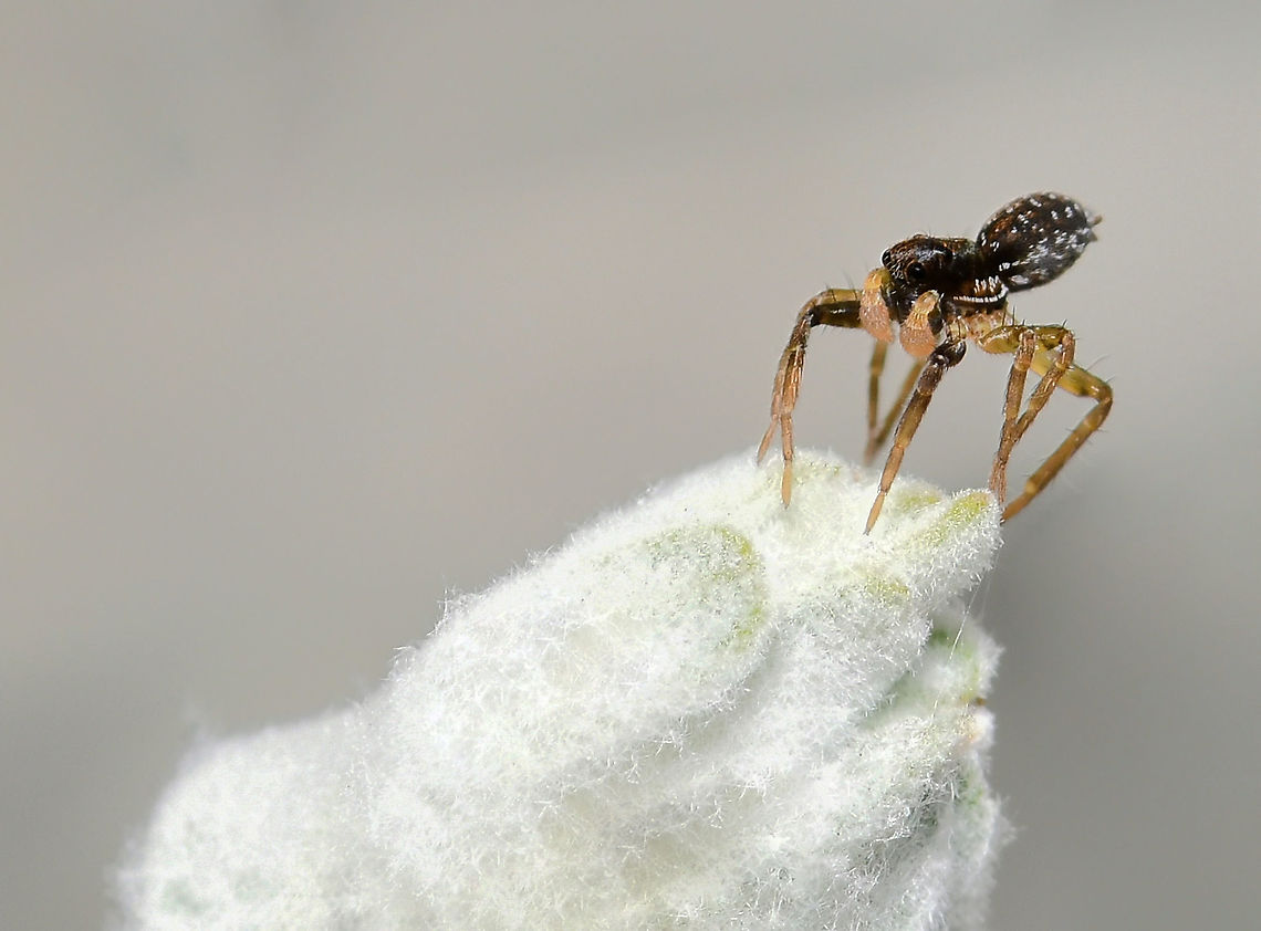 Ballooning wolf spiderling Between the silvery outer edges and tips of native Eremophila nivea, I came upon this tiny male spiderling in the process of ballooning. Hardly bigger than a pinhead. He made several attempts, but eventually disappeared so perhaps he was successful at getting further afield. <br />
<br />
Ballooning is a process by which spiders move through the air by releasing one or more gossamer threads to catch the wind. This causes them to become airborne at the mercy of both air and electric currents. Moments such as this remind me of the frailty of life and what others are dealing with. Yet these tiny life forms soldier on. <br />
<br />
 Australia,Geotagged,Lycosidae,Winter,arachnid,arthropod,fauna,invertebrate,macro,new south wales,spider ballooning,spiderling