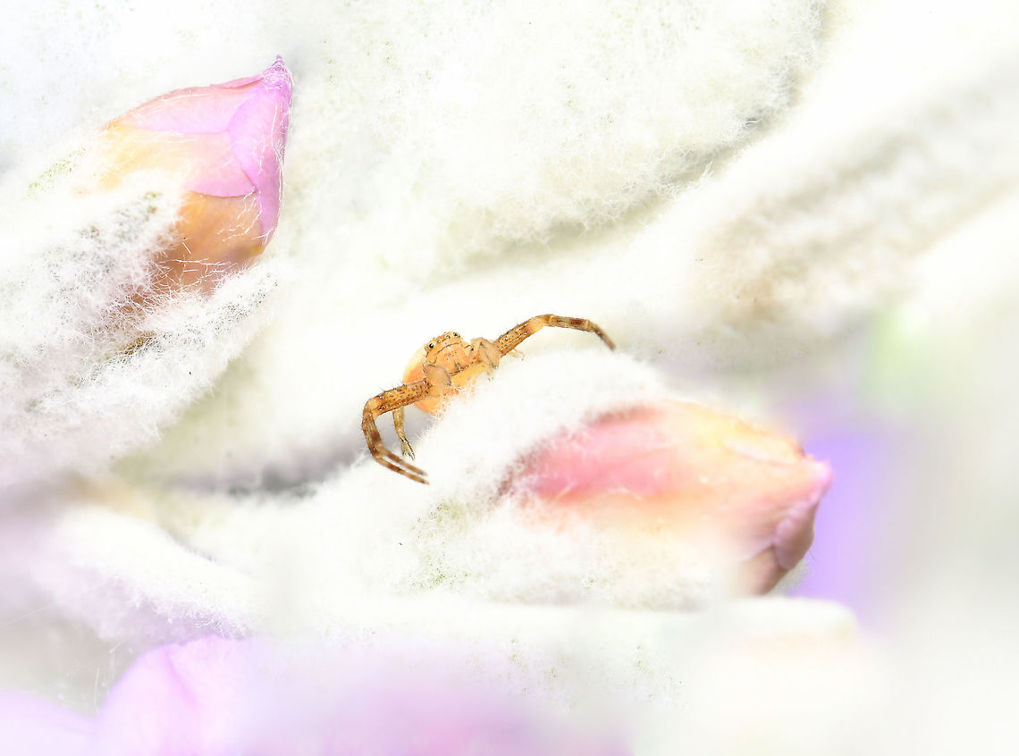 Flower spider pastel paradise I came across an oh so tiny male flower/crab spider, king of his castle. I watched him hunting, perhaps looking for the ladies. <br />
<br />
In the time I spent watching him, he didn&#039;t stray from this one small area, as if he&#039;d made it very much his own little pastel paradise. <br />
<br />
I chose to present him here as only a small subject, surrounded by his marshmallow kingdom - to emphasise his tiny size. <br />
<br />
Seen on native Eremophila nivea. <br />
<br />
3 mm body length<br />
<br />
 Araneae,Australia,Crab spider,Flower Spider,Geotagged,Thomisidae,Winter,arachnid,arthropod,fauna,invertebrate,macro,new south wales