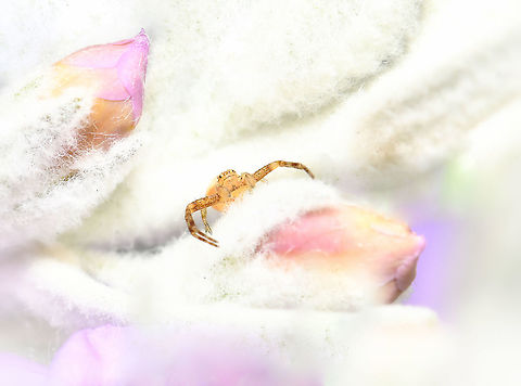 Flower spider pastel paradise I came across an oh so tiny male flower/crab spider, king of his castle. I watched him hunting, perhaps looking for the ladies. 

In the time I spent watching him, he didn't stray from this one small area, as if he'd made it very much his own little pastel paradise. 

I chose to present him here as only a small subject, surrounded by his marshmallow kingdom - to emphasise his tiny size. 

Seen on native Eremophila nivea. 

3 mm body length

 Araneae,Australia,Crab spider,Flower Spider,Geotagged,Thomisidae,Winter,arachnid,arthropod,fauna,invertebrate,macro,new south wales