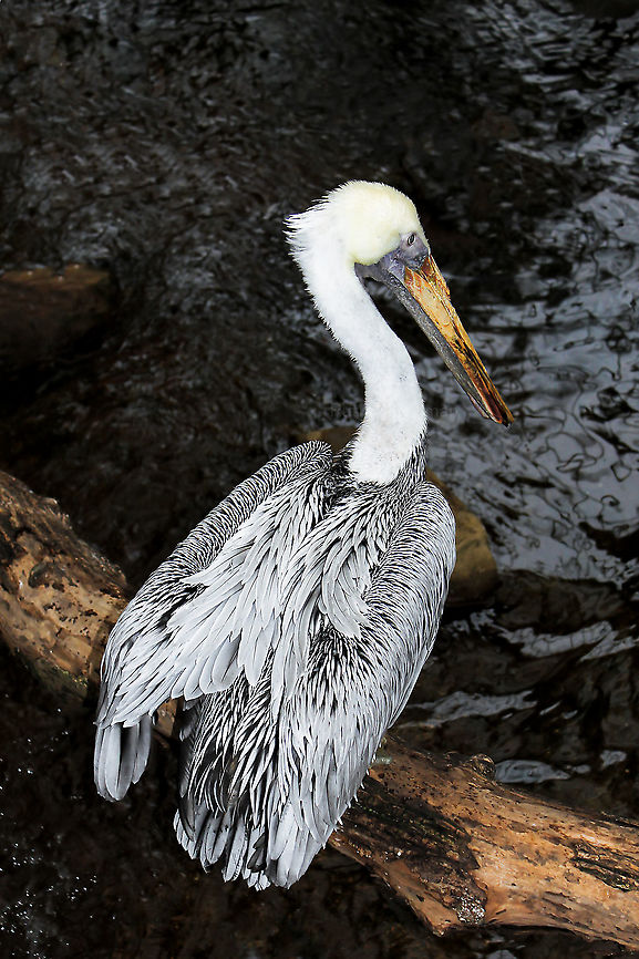 Brown pelican Seen at the National Aviary, Pittsburgh, Pennsylvania. Native to saltwater habitats of the Atlantic, Gulf and Pacific coasts in the Americas. <br />
<br />
1 to 1.5 m in length<br />
<br />
 Aves,Brown Pelican,Brown pelican,Geotagged,Pelecanidae,Pelecaniformes,Pelecanus occidentalis,United States,fauna,winter