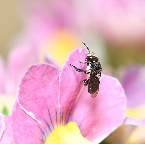 Australian stingless micro bee One of our Tetragonula species of stingless bee, seen here on Nemesia. There were around 8 of them circling the plant. They are so very small, plus due to their black colour, at first I thought they were flies. 

Of Australia's more than 1,700 species of native bees, less than 2% are stingless including 11 of the genus Tetragonula. 


4 mm length Apidae,Australia,Geotagged,Hymenoptera,Tetragonula carbonaria,Winter,arthropod,charcoal stingless bee,fauna,insect,invertebrate,macro,micro bee,new south wales,stingless bee,sugarbag bee