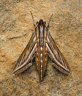 Silver-stripe on sandstone I came upon this silver-striped hawk moth sunning on a sandstone rock and marveled at its unique beauty, the efficiency of its evolutionary design.

I read once that hawk moths were 'the underdog of the pollinator world' compared to the bees and butterflies. 

Known for their ability to travel incredible distances and for their extremely long proboscises with which they dip in to the nectar at the same time picking up pollen.  Research has shown that hawk moths can spread pollen from more than 29 km away as they travel along their feeding routes.

6cm wingspan
 Australia,Geotagged,Hippotion celerio,Lepidoptera,Silver-striped hawk-moth,Winter,arthropod,fauna,insect,invertebrate,macro,sphingidae