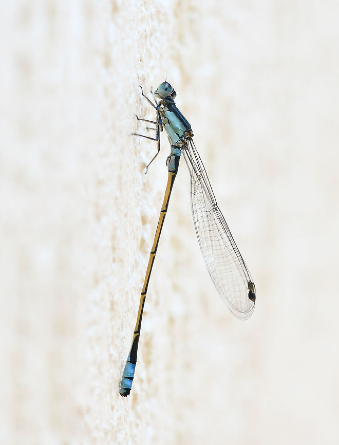 Ischnura heterosticta Male common blue damselfly, 35 mm length.  Australia,Coenagrionidae,Geotagged,Ischnura heterosticta,Odonata,Winter,arthropod,common blue,fauna,insect,invertebrate,macro,new south wales