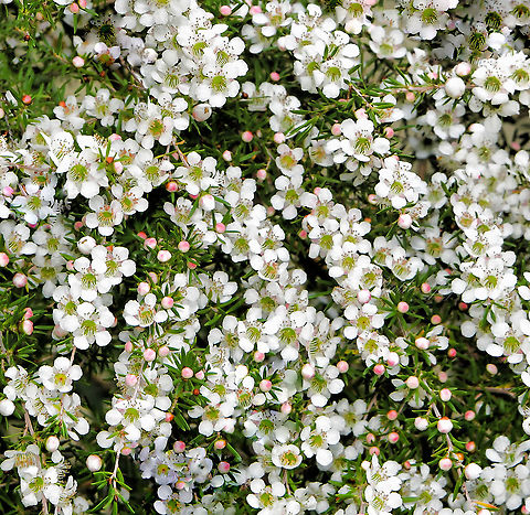 Leptospermum polygalifolium Leptospermum polygalifolium is a shrub with an attractive weeping habit and masses of small white flowers in spring. Each flower 15 mm diameter.  Australia,Flora,Geotagged,Leptospermum polygalifolium,Myrtaceae,Myrtales,Tantoon,Winter,botany,jellybush,new south wales,tantoon,white flowers