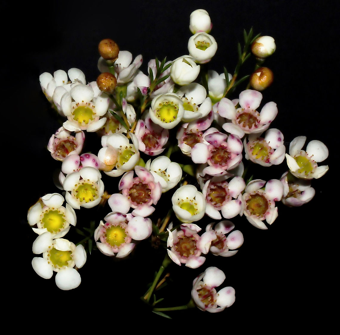 West Australian waxflower Photographed in the garden - the profusion of long lasting, unique waxy flowers is the outstanding feature of this iconic plant. <br />
<br />
Geraldton waxflower is one of our natives, endemic to the west of the country. Growing from 2 to 5 m in height.<br />
<br />
Each flower 10 to 15 mm diameter. <br />
 Australia,Chamelaucium uncinatum,Flora,Geotagged,Geraldton wax,Myrtaceae,Myrtales,Winter,botany,new south wales