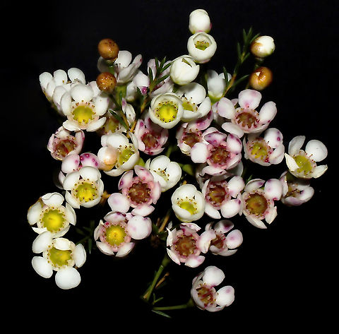 West Australian waxflower Photographed in the garden - the profusion of long lasting, unique waxy flowers is the outstanding feature of this iconic plant. 

Geraldton waxflower is one of our natives, endemic to the west of the country. Growing from 2 to 5 m in height.

Each flower 10 to 15 mm diameter. 
 Australia,Chamelaucium uncinatum,Flora,Geotagged,Geraldton wax,Myrtaceae,Myrtales,Winter,botany,new south wales