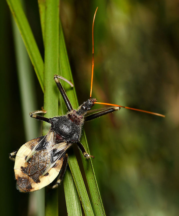 Australian assassin bug Pristhesancus plagipennis is a  large assassin bug, a true bug within order Hemiptera, a terrestrial ambush predator. <br />
<br />
25 to 30 mm in length Australia,Australian assassin bug,Geotagged,Hemiptera,Pristhesancus plagipennis,Reduviidae,arthropod,fauna,insect,invertebrate,macro,new south wales,spring