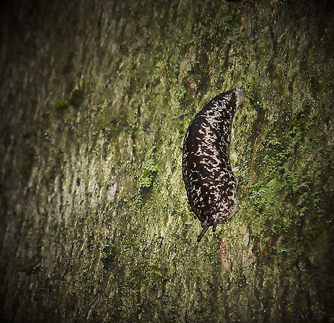 Philomycus flexuolaris 60 mm in length Fall,Gastropoda,Geotagged,Mollusca,Philomycidae,Philomycus flexuolaris,Stylommatophora,United States,Winding Mantleslug,autumn,fauna,pennsylvania,slug,winding mantleslug