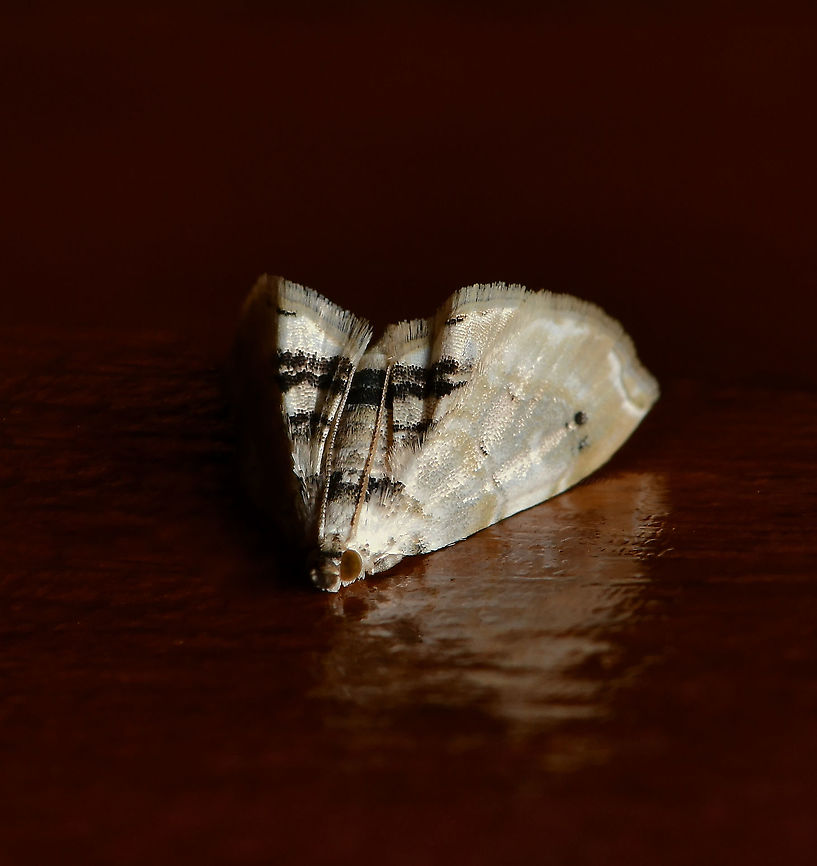Trichophysetis neophyla A grass moth with wingspan of 12 mm. Notice the unusual at rest position, whereby the wing tips touch the surface and the abdomen is in a curved-upward position. <br />
<br />
NB: Image has been turned for more detail, the moth was resting on a door. Australia,Crambidae,Geotagged,Lepidoptera,Trichophysetis neophyla,arthropod,fauna,insect,invertebrate,macro,new south wales,spring