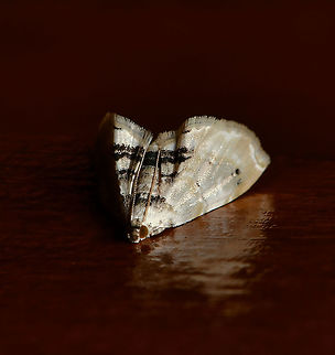 Trichophysetis neophyla A grass moth with wingspan of 12 mm. Notice the unusual at rest position, whereby the wing tips touch the surface and the abdomen is in a curved-upward position. 

NB: Image has been turned for more detail, the moth was resting on a door. Australia,Crambidae,Geotagged,Lepidoptera,Trichophysetis neophyla,arthropod,fauna,insect,invertebrate,macro,new south wales,spring