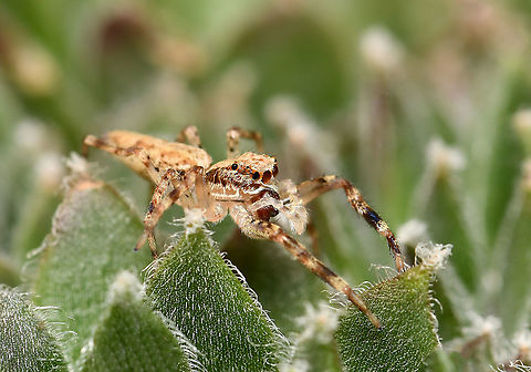 Helpis minitabunda Jumping spider found in the east/south-east of the country. Female 10 mm body length Araneae,Aussie bronze jumper,Australia,Fauna,Geotagged,Helpis minitabunda,Salticidae,Threatening jumping spider,arachnid,arthropod,invertebrate,macro,new south wales,spring
