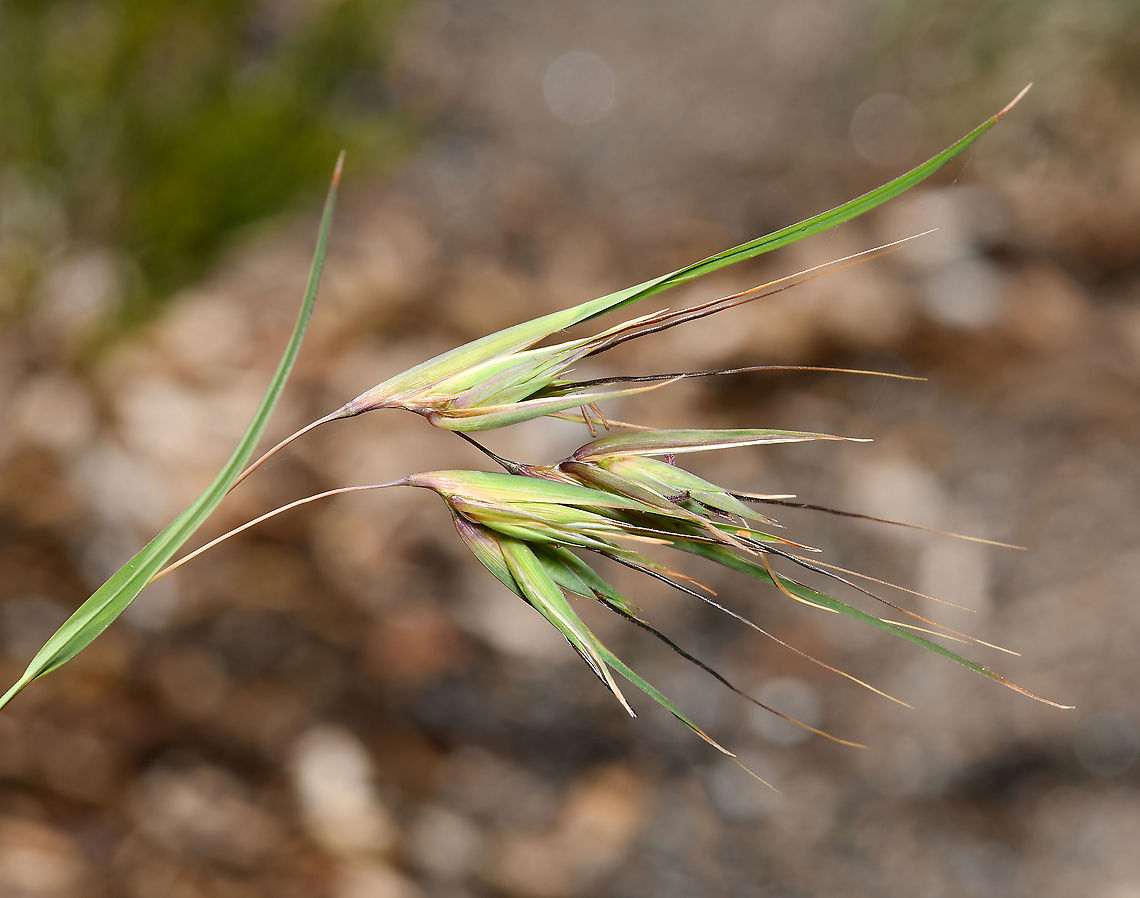 Kangaroo grass Kangaroo grass is one of the most recognisable members of the grass family Poaceae here in Australia, found in all states and territories. <br />
<br />
It is a tufted perennial that can grow to 1.5 m tall and 0.5 m across. The leaves are 10-50 cm long and 2-5 mm wide, green to grey, drying to an orange brown in summer. The flowering period is from December to February.<br />
<br />
Before the colonisation of Australia by the British, kangaroo grass was harvested by our First Nation peoples. The leaves and stems were made in to string, the basis for fishing nets for example. The grains were harvested and ground into flour and porridge; the flour was used to make a traditional bread, said to have a nutty flavour. Evidence has been found of this food production occurring as far back as 30,000 years ago. <br />
<br />
It serves as a food source for several bird species. <br />
<br />
 Australia,Flora,Geotagged,Poaceae,Poales,Themeda triandra,botany,kangaroo grass,new south wales,spring