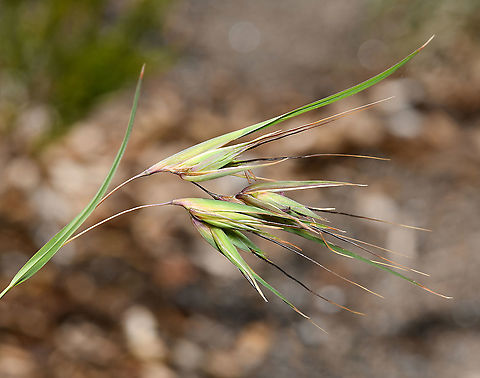 Kangaroo grass Kangaroo grass is one of the most recognisable members of the grass family Poaceae here in Australia, found in all states and territories. 

It is a tufted perennial that can grow to 1.5 m tall and 0.5 m across. The leaves are 10-50 cm long and 2-5 mm wide, green to grey, drying to an orange brown in summer. The flowering period is from December to February.

Before the colonisation of Australia by the British, kangaroo grass was harvested by our First Nation peoples. The leaves and stems were made in to string, the basis for fishing nets for example. The grains were harvested and ground into flour and porridge; the flour was used to make a traditional bread, said to have a nutty flavour. Evidence has been found of this food production occurring as far back as 30,000 years ago. 

It serves as a food source for several bird species. 

 Australia,Flora,Geotagged,Poaceae,Poales,Themeda triandra,botany,kangaroo grass,new south wales,spring