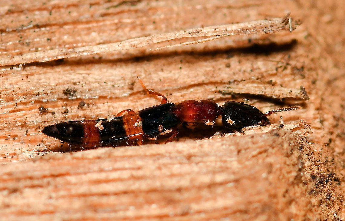 Australinus cyaneipennis Found underneath bark mulch. After scurrying around, the rove beetle settled in to this crevice for a short while.<br />
<br />
When my image was on the big computer screen, I noticed the spider-type mites on the beetle&#039;s body.<br />
<br />
10 mm in length Australia,Australinus cyaneipennis,Coleoptera,Entomology,Geotagged,Staphylinidae,arthropod,fauna,insect,invertebrate,macro,new south wales,rove beetle,spring
