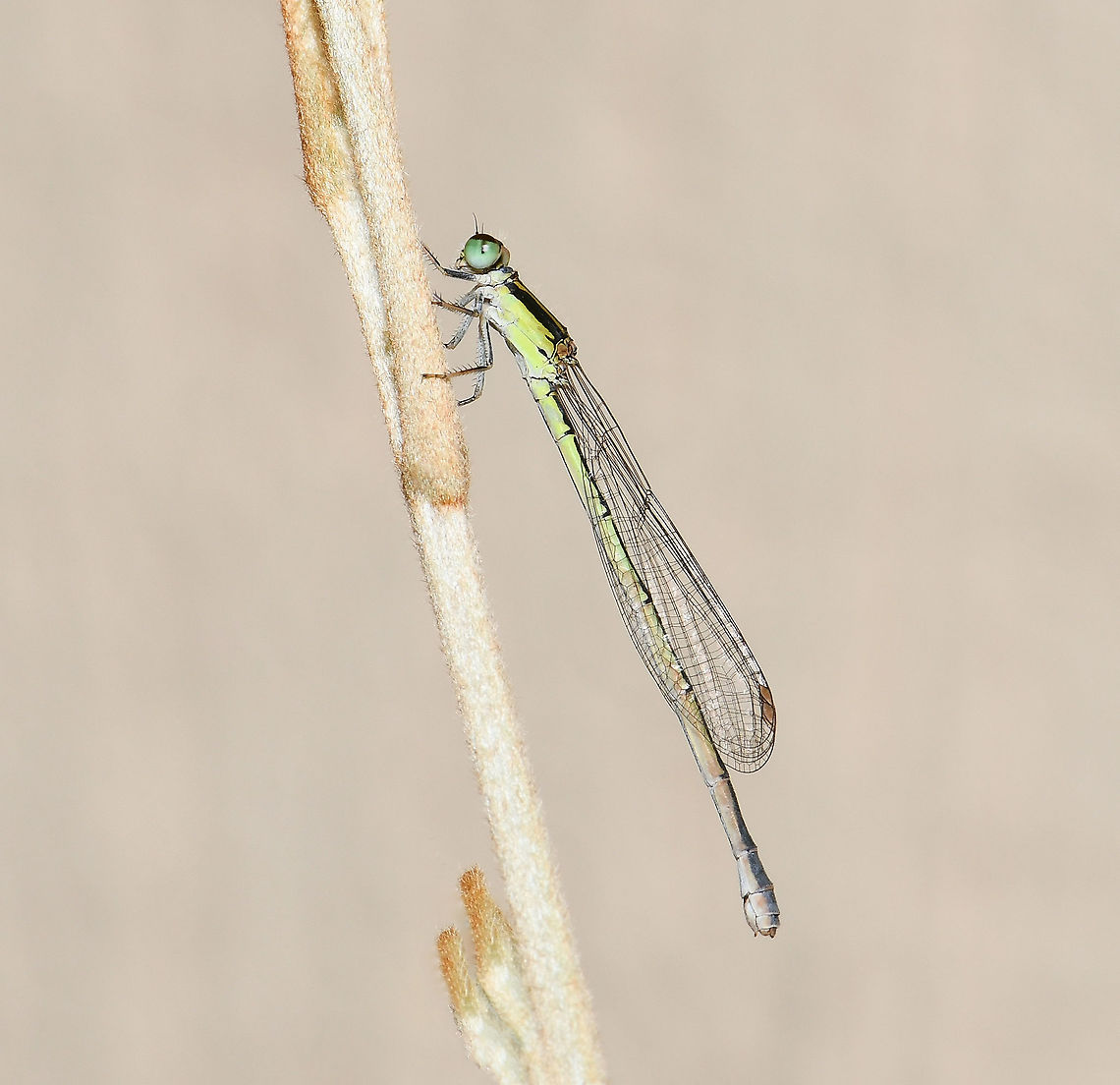Ischnura aurora Tiny damselfly at around 20 - 25 mm body length, this being a female. Seen here in repose on Grevillea whiteana.  Australia,Coenagrionidae,Geotagged,Golden Dartlet,Ischnura aurora,Odonata,Zygoptera,arthropod,aurora bluetail,fauna,golden dartlet,insect,invertebrate,macro,new south wales,spring