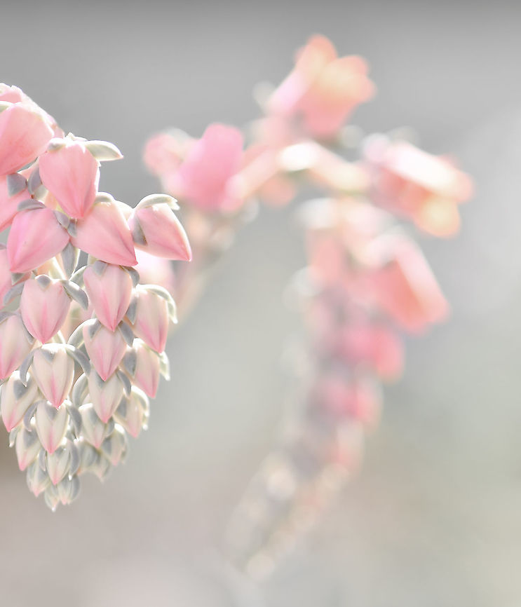 Echeveria sp. flower buds Native to Central America, Mexico and northwestern South America.<br />
<br />
These flowers which grow from tall stalks arising from compact rosettes of succulent and fleshy leaves are tiny, around 10 mm diameter. <br />
<br />
This is Echeveria &#039;Purple Pearl&#039;. Australia,Crassulaceae,Echeveria,Flora,Geotagged,Saxifragales,Winter,botany,flower buds,macro,new south wales,pink flowers