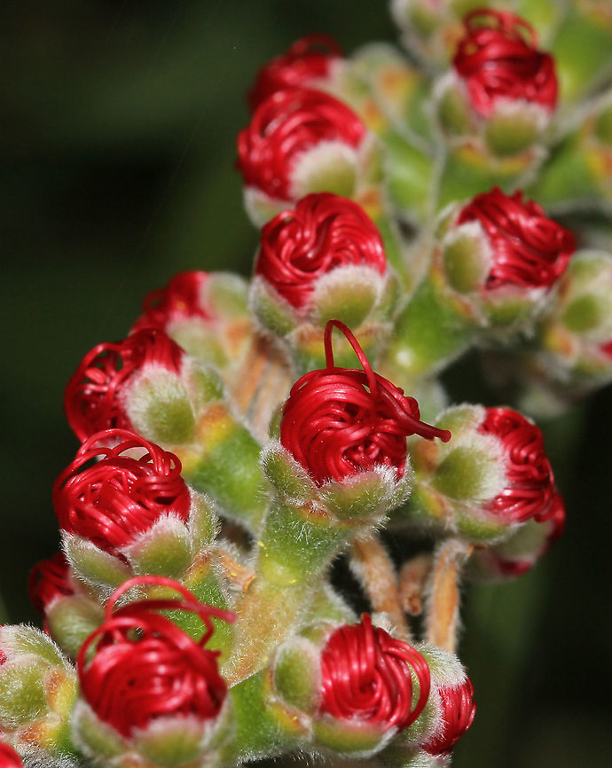 Callistemon citrinus buds opening These plants are found naturally here in New South Wales, also Victoria and southern Queensland, usually in wet or swampy conditions as well as rocky outcrops, mainly on the coast and tablelands. Growing 3 to 4 m. <br />
<br />
The leaves are narrow-elliptic, up to 7 cm long, and about 1 cm wide with a lemon odour when crushed.<br />
<br />
The lower spikes are 6 &ndash;10 cm long, by 7 cm diameter. Filaments as seen  here are bright red, sometimes purplish red.<br />
<br />
Flowers are produced in spring, up to two flowerings if moisture is available. <br />
<br />
<figure class="photo"><a href="https://www.jungledragon.com/image/100689/bottlebrush_maturing_flower_spikes.html" title="Bottlebrush maturing flower spikes"><img src="https://s3.amazonaws.com/media.jungledragon.com/images/3314/100689_thumb.jpg?AWSAccessKeyId=05GMT0V3GWVNE7GGM1R2&Expires=1769040010&Signature=SeGRqLo21W6NMqChh8s0b6somhk%3D" width="200" height="152" alt="Bottlebrush maturing flower spikes Most bottlebrushes occur in the east and south-east of this country. They often grow in damp or wet conditions such as along creek beds or in areas which are prone to floods.<br />
<br />
Bottlebrushes are members of the genus Callistemon and belong to the family Myrtaceae.  They are all woody shrubs which range from 0.5 m to 4 m in height. The flowers can be spectacular and are irresistible to nectar-feeding birds and insects.<br />
<br />
<br />
<br />
https://www.jungledragon.com/image/105016/callistemon_citrinus.html<br />
<br />
https://www.jungledragon.com/image/121965/callistemon_citrinus_buds_opening.html Australia,Callistemon citrinus,Crimson Bottlebrush,Flora,Geotagged,Myrtaceae,Myrtales,Spring,botany,new south wales,plant" /></a></figure><br />
<br />
<figure class="photo"><a href="https://www.jungledragon.com/image/105016/callistemon_citrinus.html" title="Callistemon citrinus"><img src="https://s3.amazonaws.com/media.jungledragon.com/images/3314/105016_thumb.jpg?AWSAccessKeyId=05GMT0V3GWVNE7GGM1R2&Expires=1769040010&Signature=VMtmV5fy4L03Q8pG%2F3PTKIttr%2Bs%3D" width="104" height="152" alt="Callistemon citrinus Most bottlebrushes occur in the east and south-east of this country. They often grow in damp or wet conditions such as along creek beds or in areas which are prone to floods.<br />
<br />
Bottlebrushes are members of the genus Callistemon and belong to the family Myrtaceae. They are all woody shrubs which range from 0.5 m to 4 m in height. The flowers can be spectacular and are irresistible to nectar-feeding birds and insects.<br />
<br />
<br />
https://www.jungledragon.com/image/100689/bottlebrush_maturing_flower_spikes.html<br />
<br />
https://www.jungledragon.com/image/121965/callistemon_citrinus_buds_opening.html Australia,Callistemon citrinus,Crimson Bottlebrush,Flora,Geotagged,Myrtaceae,Myrtales,Spring,botany,new south wales,plant,red flowers" /></a></figure> Australia,Callistemon citrinus,Crimson Bottlebrush,Flora,Geotagged,Macro,Myrtaceae,Myrtales,botany,new south wales,red flowers,spring