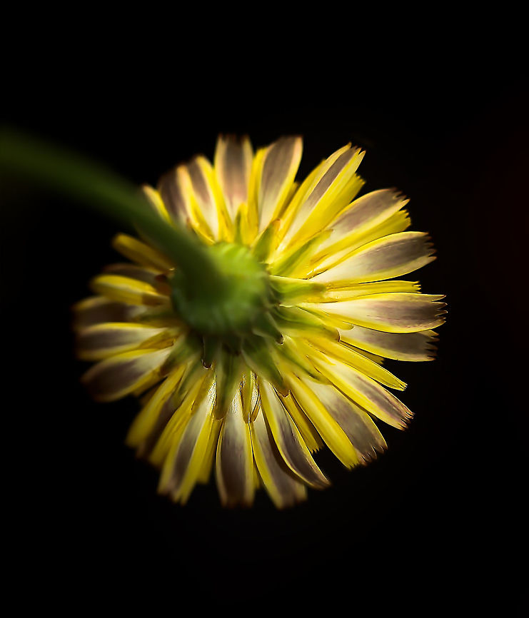 Dandelion posterior perspective Taraxacum officinale is a European species that is naturalized here in Australia. So much focus on the front of the flower, thought I'd go for a different perspective. <br />
 Asteraceae,Asterales,Australia,Common dandelion,Flora,Geotagged,Taraxacum officinale,botany,dandelion,macro,new south wales,spring
