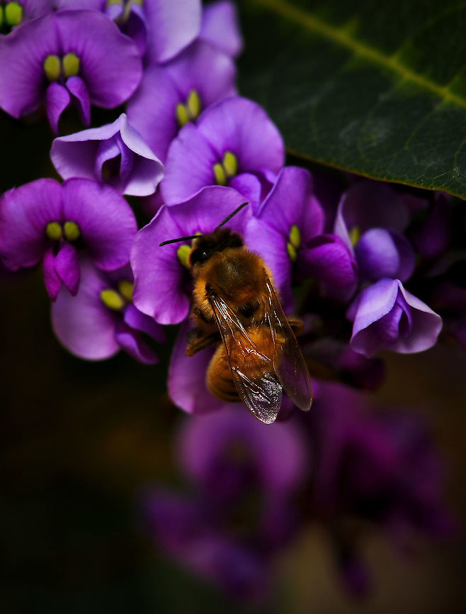 Native and non-native A non-native European honey bee enjoying our native Hardenbergia violacea, the purple coral pea. <br />
<br />
Hardenbergia is a small genus of three species, the most common and best known of which is Hardenbergia violacea. This is a widespread species occurring here in New South Wales, also Queensland, Victoria, Tasmania and South Australia. Occurs in a variety of habitats, usually in open forest/woodland and sometimes in heath.<br />
<br />
Presenting as a climbing plant whose branches twist around the stems of other plants but it rarely covers other plants so extensively as to cause damage. The leaves are dark, flat, glossy green and lanceolate, 75 to 100 mm in length. The flowers, which appear in late winter and spring, are usually violet in colour but pink, white and other colours are sometimes found. The flowers are the typical &#039;pea&#039; shape seen in plants within family Fabaceae.<br />
<br />
Each tiny flower measures around 7 - 10 mm in diameter. <br />
<br />
The European honey bee, Apis mellifera from the northern hemisphere, is a species that has no problem dealing with the cooler temperatures at this location. After all, our winter temperatures are often the same as summer days in Europe! Consequently, they are very much active all year and compete with native bees.<br />
Apis mellifera has been present here in Australia since around 1830, introduced by European settlers. These bees visit the flowers of at least 200 Australian plant genera.<br />
<br />
15 mm body length. Apidae,Apis mellifera,Australia,European Honey bee,Fabaceae,Fabales,Fauna,Flora,Geotagged,Hardenbergia violacea,Hymenoptera,Western honey bee,arthropod,botany,insect,invertebrate,macro,new south wales,purple flowers,winter