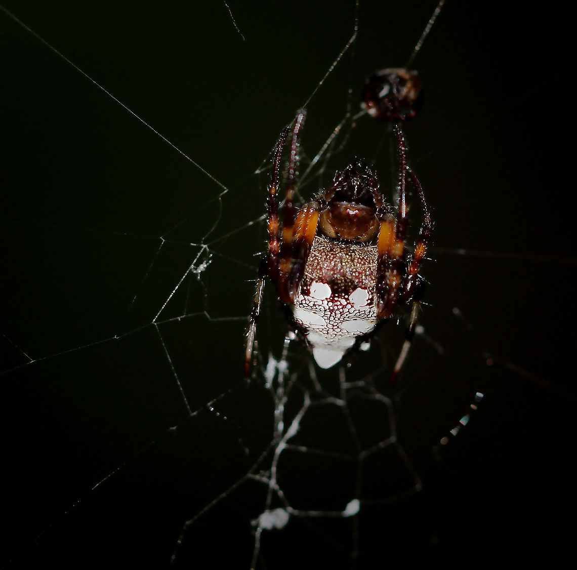 Verrucosa arenata Known commonly as the triangle orbweaver and arrowhead orbweaver. <br />
<br />
Female 15 mm body length Araneae,Araneidae,Fauna,Geotagged,Summer,United States,Verrucosa arenata,arachnid,arrowhead spider,arthropod,invertebrate,macro,pennsylvania