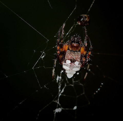 Verrucosa arenata Known commonly as the triangle orbweaver and arrowhead orbweaver. 

Female 15 mm body length Araneae,Araneidae,Fauna,Geotagged,Summer,United States,Verrucosa arenata,arachnid,arrowhead spider,arthropod,invertebrate,macro,pennsylvania