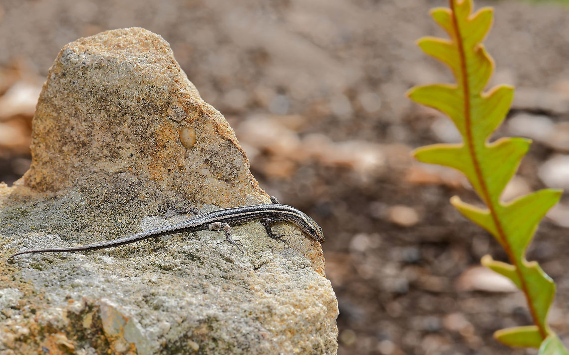 Basking snake-eyed skink Cryptoblepharus pulcher is an aboreal species, but seen here basking on a sandstone rock. <br />
<br />
Snout to vent length 5 cm  Australia,Cryptoblepharus pulcher,Elegant Snake-eyed Skink,Geotagged,Reptilia,Scincidae,Squamata,fauna,new south wales,spring,vertebrate