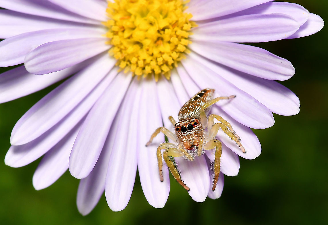 Opisthoncus sexmaculatus jumping spider It&#039;s a miracle I get any gardening done with all the distractions along the way. Here&#039;s a little friend I made yesterday, she&#039;s a jumping spider, Opisthoncus sexmaculatus. (Just to give you an idea of how small she is, the flower is one of our Australian Brachyscome daisies, diameter 30 mm). <br />
<br />
She was such fun to interact with, came on to my hand and we had a chat (I&#039;m sure my neighbour was shaking his head again). These jumpers are heartwarmingly engaging and inquisitive. Such a sweet girl, so beautiful and I was sad to see her finally disappear in to the vegetation, but hunting she must do. Araneae,Australia,Brachyscome multifida,Geotagged,Opisthoncus sexmaculatus,Salticidae,Spring,arachnid,fauna,invertebrate,macro,new south wales