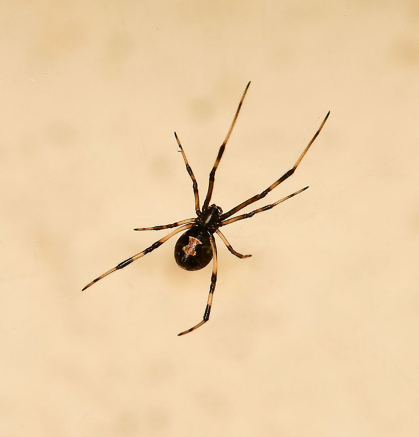 Redback juvenile ventral A ventral shot showing the telltale &#039;hourglass&#039; mark of our Australian redback spiders.<br />
<br />
Female 4 mm body length Araneae,Australia,Geotagged,Latrodectus hasseltii,Redback spider,Theridiidae,arachnid,arthropod,fauna,invertebrate,macro,new south wales,summer