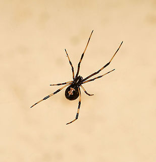 Redback juvenile ventral A ventral shot showing the telltale 'hourglass' mark of our Australian redback spiders.

Female 4 mm body length Araneae,Australia,Geotagged,Latrodectus hasseltii,Redback spider,Theridiidae,arachnid,arthropod,fauna,invertebrate,macro,new south wales,summer
