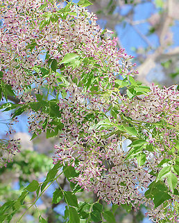 Syringa berrytree flowers Native to this country and South East Asia. Here, the natural range is from Cooktown in north Queensland down through to the south coast of New South Wales. A deciduous shade tree with a rounded crown, usually reaching 12 m (but some as high as 30 m have been recorded). Width 8 m.

Flowers are very small at 10 mm diameter with five pale purple/white petals and growing in great swathes of clusters. One can often smell this tree before seeing it, the perfume is heady and (I think) really lovely. Fruits are small, round 15 mm diameter and poisonous to humans and some other mammals but birds are able to eat the fruits. (Some reports suggest that ingesting as few as 6&ndash;8 fruits can be fatal to humans).

https://www.jungledragon.com/image/102368/macro_syringa_berrytree_flower.html

https://www.jungledragon.com/image/104576/syringa_berrytree.html
 Australia,Chinaberry tree,Flora,Geotagged,Melia azedarach,Meliaceae,Persian lilac,Sapindales,Spring,botany,new south wales,syringa berrytree,white cedar