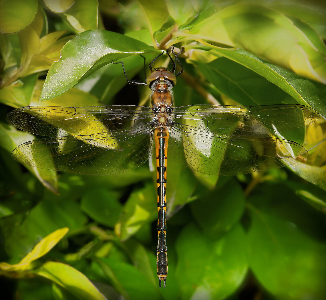 Australian emerald A widespread species of dragonfly which can be found all around Australia. This is an immature specimen, female. <br />
<br />
50 mm length Australia,Australian Emerald,Australian emerald,Corduliidae,Geotagged,Hemicordulia australiae,Odonata,Spring,arthropod,fauna,insect,invertebrate,macro,new south wales
