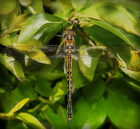 Australian emerald A widespread species of dragonfly which can be found all around Australia. This is an immature specimen, female. 

50 mm length Australia,Australian Emerald,Australian emerald,Corduliidae,Geotagged,Hemicordulia australiae,Odonata,Spring,arthropod,fauna,insect,invertebrate,macro,new south wales