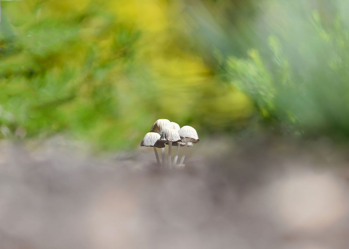 Parasola sp. fungi Open to any advice re ID on this sighting. I believe genus Parasola. This little grouping stood around 5 cm in height.  Agaricomycetes,Australia,Basidiomycota,Fungi,Geotagged,Psathyrellaceae,Spring,new south wales,parasola