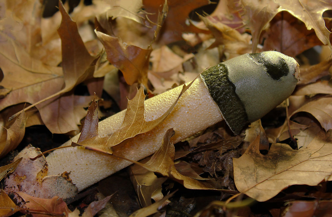 Ravenel's stinkhorn Known commonly as stinkhorns, these fungi are notable not only for their shape but also smell - for having spores that are dispersed by flies rather than by wind. The mushroom recruits flies by mixing its spores in a layer of slime that smells very strongly of rotting animal flesh. <br />
<br />
Seen in leaf litter in damp woodland. <br />
<br />
15 cm length Agaricomycetes,Basidiomycota,Fall,Fungi,Geotagged,Phallaceae,Phallales,Phallus ravenelii,Ravenel's Stinkhorn,Ravenels stinkhorn,United States,pennsylvania