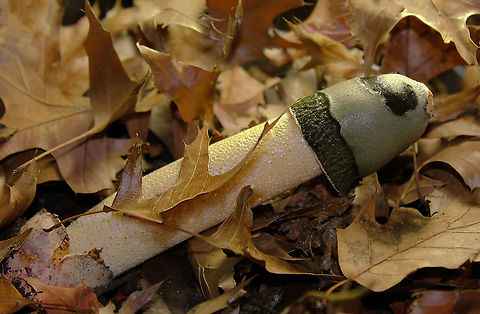 Ravenel's stinkhorn Known commonly as stinkhorns, these fungi are notable not only for their shape but also smell - for having spores that are dispersed by flies rather than by wind. The mushroom recruits flies by mixing its spores in a layer of slime that smells very strongly of rotting animal flesh. 

Seen in leaf litter in damp woodland. 

15 cm length Agaricomycetes,Basidiomycota,Fall,Fungi,Geotagged,Phallaceae,Phallales,Phallus ravenelii,Ravenel's Stinkhorn,Ravenels stinkhorn,United States,pennsylvania