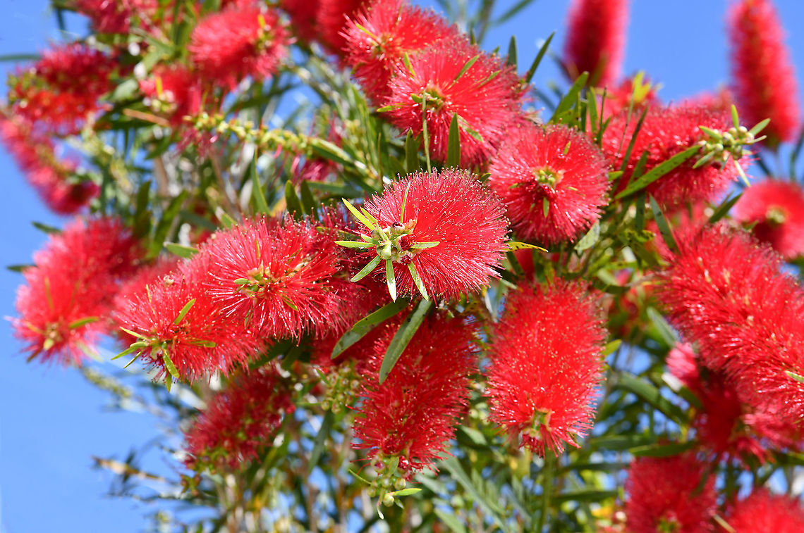 Callistemon viminalis Callistemon viminalis, commonly known as weeping bottlebrush, occurs naturally on the east coast of Australia from Cape York in the north down to the north-east of New South Wales. Growing to 10 m or more in the wild, around 3 to 4 m in cultivation.  Australia,Callistemon viminalis,Flora,Geotagged,Myrtaceae,Myrtales,Spring,Weeping Bottlebrush,botany,new south wales,red flowers