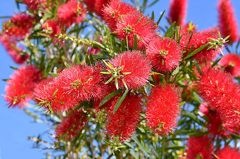 Callistemon viminalis Callistemon viminalis, commonly known as weeping bottlebrush, occurs naturally on the east coast of Australia from Cape York in the north down to the north-east of New South Wales. Growing to 10 m or more in the wild, around 3 to 4 m in cultivation.  Australia,Callistemon viminalis,Flora,Geotagged,Myrtaceae,Myrtales,Spring,Weeping Bottlebrush,botany,new south wales,red flowers