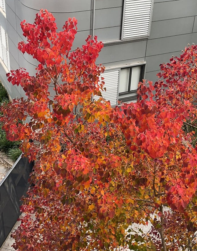 Chinese tallow Chinese tallow tree is a deciduous ornamental tree. It is fast becoming an invasive environmental weed of water courses and native vegetative areas here in Australia. It is beyond me why trees such as this are favoured by landscapers over our native trees. It is actively promoted by gardening websites and at nurseries as 'an attractive deciduous tree for warm temperate and sub-tropical climates'. Seeds can be imported into Australia.<br />
<br />
Originally introduced to Australia as an ornamental tree for its beautiful coloured foliage as seen here. Naturalised populations have now been identified in various locations throughout southeast Queensland - the largest infestation of Chinese tallow tree exists near Casino, New South Wales. Smaller infestations are evident throughout the North Coast, Central Coast and New England regions here in New South Wales.  Australia,Chinese Tallow,Euphorbiaceae,Flora,Geotagged,Malpighiales,Triadica sebifera,botany,new south wales,winter