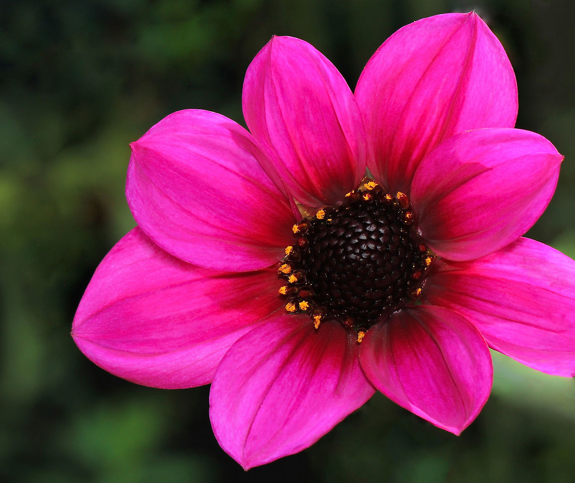 Dynamic dahlia  Asteraceae,Asterales,Dahlia,Fall,Flora,Geotagged,Macro,New Zealand,autumn,botany,pink flower