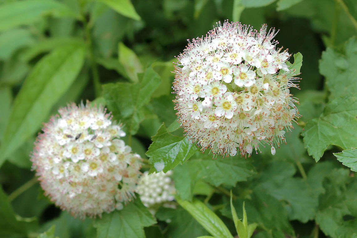 Common ninebark Upright, spreading deciduous shrub with decorative, exfoliating bark. Profuse creamy white flowers appear in dense, round clusters followed by red fruit in autumn. <br />
<br />
Growing to 2.5 x 2 m Common ninebark,Flora,Geotagged,Physocarpus opulifolius,Rosaceae,Rosales,Spring,United States,botany,pennsylvania,white flowers