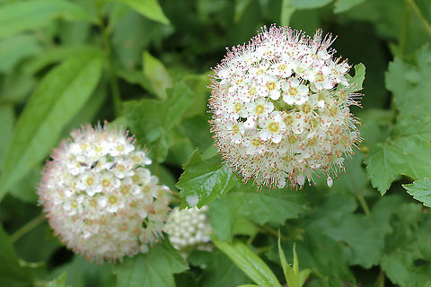 Common ninebark Upright, spreading deciduous shrub with decorative, exfoliating bark. Profuse creamy white flowers appear in dense, round clusters followed by red fruit in autumn. 

Growing to 2.5 x 2 m Common ninebark,Flora,Geotagged,Physocarpus opulifolius,Rosaceae,Rosales,Spring,United States,botany,pennsylvania,white flowers
