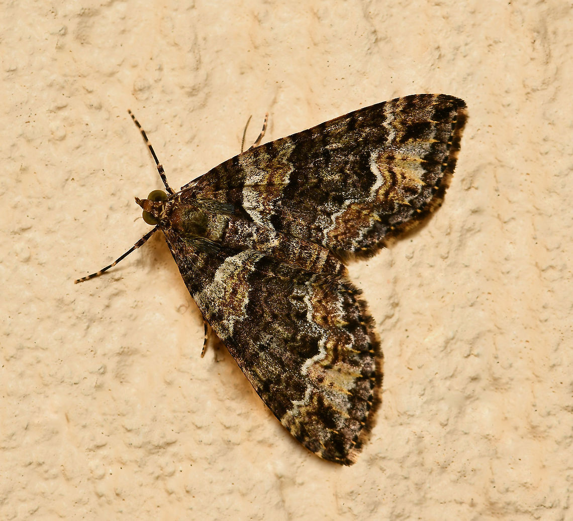 Crasilogia gressitti This species of moth has been found both here in New South Wales and in Queensland. The adult moth has brown patterned forewings as can be seen here. The hindwings are paler brown, with faint patterns and darkening toward the margins.<br />
<br />
Wingspan in repose 25 mm Australia,Crasilogia gressitti,Geometridae,Geotagged,Larentiinae,Lepidoptera,Spring,arthropod,fauna,insect,invertebrate,macro,new south wales